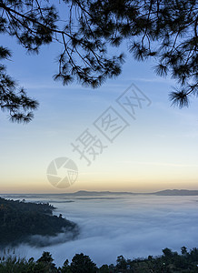 松树叶的边框 背景是清晨烟雾日落风景日出松树薄雾地平线森林白云海景蓝色图片