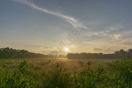 草地上雾 清晨自然 在楚姆夫的路上树木场地日落环境风景天空太阳森林薄雾季节图片