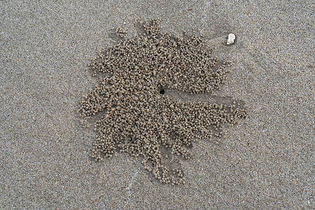 角眼幽灵蟹或 O 栖息地的漂浮槽石膏海滩水泥岩石材料白色灰色大理石图片