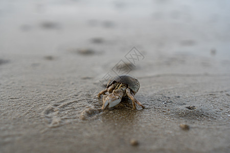 海边沙滩上栖息的螃蟹海洋海滩旅行野生动物宏观甲壳动物图片