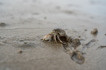 海边的沙滩上生活着外来螃蟹 栖息于海面上的螃蟹正在挖掘棕色蚂蚁海滩动物青蛙海洋石头野生动物宏观图片