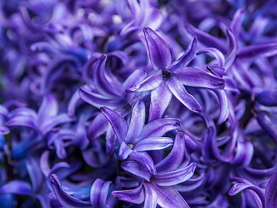紫色长青花的宏图片