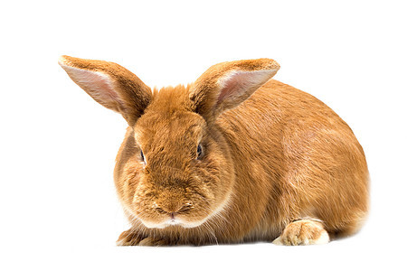 大毛红头发大兔子 孤立在白色背景上毛皮野兔爪子宠物动物荒野生物野生动物农场家畜图片