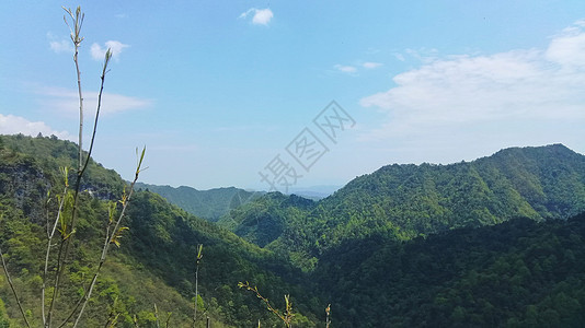 林中的椰枣树树叶树木木头树干公园橡木天空森林丛林绿色图片