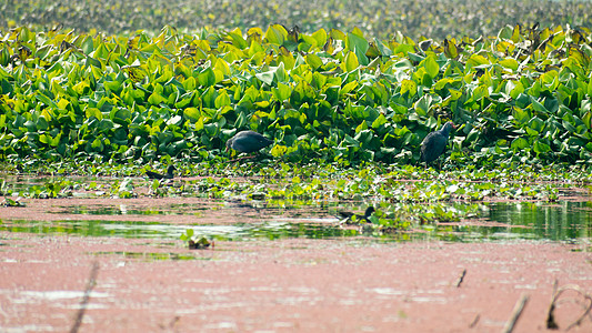 Moorhen 或沼泽母鸡的特写镜头 一只鸡大小的鸟在湖田周围收集食物 池塘里有开花的水葫芦 鸟类保护区 印度古吉拉特邦图片
