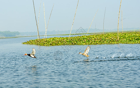 海鸥或海鸥候鸟的特写 这是一种中型水鸟 被发现在印度安得拉邦克里希纳野生动物保护区的红树林湿地飞行 它是印度次大陆的一种图片