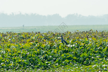 Moorhen 或沼泽母鸡一只大小的红嘴鸟 在湖野收集食物和池塘中流水Hyacinth天气镖手钓鱼地方鸬鹚湿地村庄环境保护贼鸥半图片