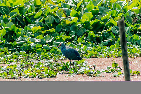 Moorhen 或沼泽母鸡一只大小的红嘴鸟 在湖野收集食物和池塘中流水Hyacinth环境保护观鸟旅游海鸥村庄动物荒野鸣禽环境钓图片