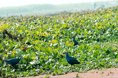 Moorhen 或沼泽母鸡一只大小的红嘴鸟 在湖野收集食物和池塘中流水Hyacinth生物地方半岛湿地太阳钓鱼天气观鸟蜂鸟目的地图片