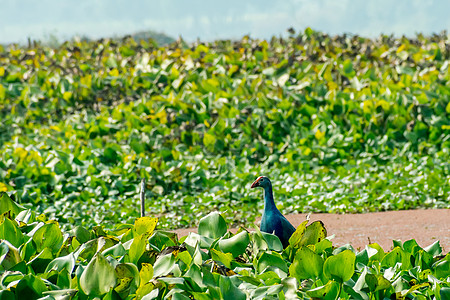 Moorhen 或沼泽母鸡一只大小的红嘴鸟 在湖野收集食物和池塘中流水Hyacinth镖手半岛动物鸣禽目的地环境鸬鹚河口狙击生物图片