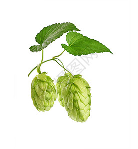 特写在白色上隔离的新鲜绿色通道酿造季节叶子啤酒草本植物农业锥体树叶食物图片