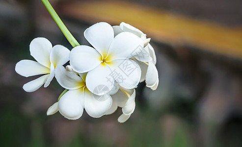 白梅花花白色美丽植物黄色花瓣叶子植物学鸡蛋花花园热带图片