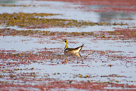 斑嘴鸭天鹅鹅或 Pati Hash 水禽鸭科 一种鸡大小的鸟 在开花的水葫芦 湖区游泳 Thattekad 鸟类保护区 印度喀拉图片