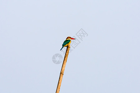 一只中等大小的多色普通翠鸟坐在竹子上等待抓鱼 它是在印度发现的美丽水鸟 Bharatpur 鸟类保护区 Keoladeo 国家公图片