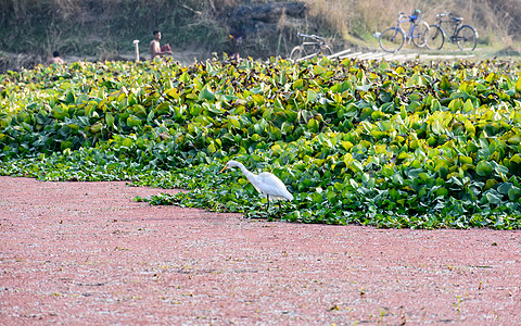 Egret HeronArdea alba的紧闭物 乳白色白水鸟物种和卷羽 印度卡纳塔克州鸟类保护区生物天气地方场景休闲日落荒野图片