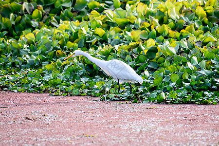 Egret HeronArdea alba的紧闭物 乳白色白水鸟物种和卷羽 印度卡纳塔克州鸟类保护区农业生物天气热带雨林旅游自由图片