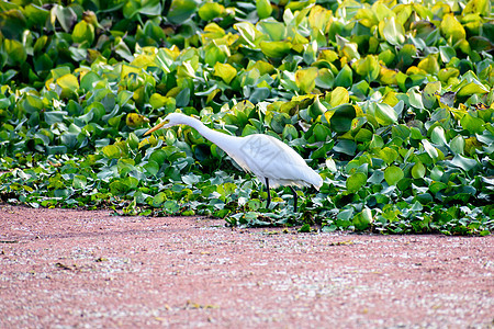 Egret HeronArdea alba的紧闭物 乳白色白水鸟物种和卷羽 印度卡纳塔克州鸟类保护区农业生物天气热带雨林旅游自由背景图片