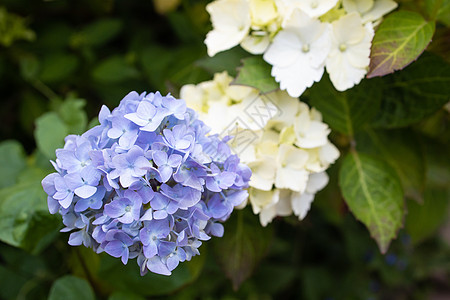 紫色Hydrangea大型植物 夏季在花园开花叶子花园玉米植物群绣球花花瓣园艺花序植物学植物科图片