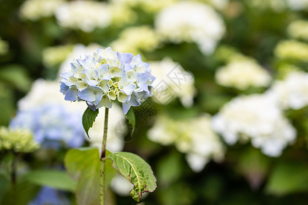 紫色Hydrangea大型植物 夏季在花园开花花瓣花园叶子植物群植物科植物学绣球花园艺玉米花朵图片