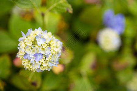 紫色Hydrangea大型植物 夏季在花园开花玉米绣球花植物群园艺花序叶子花朵植物学绣球科植物科图片