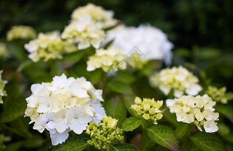 紫色Hydrangea大型植物 夏季在花园开花植物学玉米园艺绣球科绣球花花序植物科花瓣花朵叶子图片