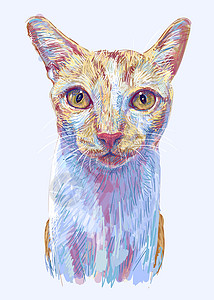 金吉儿猫 可爱小猫的肖像 被轻蓝背带隔绝图片
