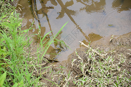 大青蛙在泥土和水中 沼泽地区有植物图片