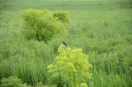 有绿叶的植物或树上红翼黑鸟动物翅膀湿地环境沼泽黑鸟绿色黑色树叶图片