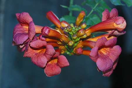 露营花莲花图片