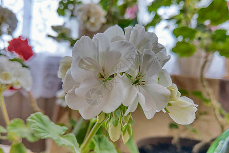 白色花的景象 美丽的花朵在虫子园房里效果叶子玫瑰花园植物群摄影花瓣蓝色散景植物图片