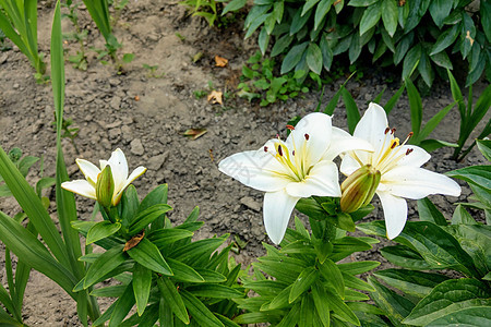 美丽的百合花在花园里开花 大自然背景环境百合叶子生态花瓣植物群日落魅力公园植物学图片