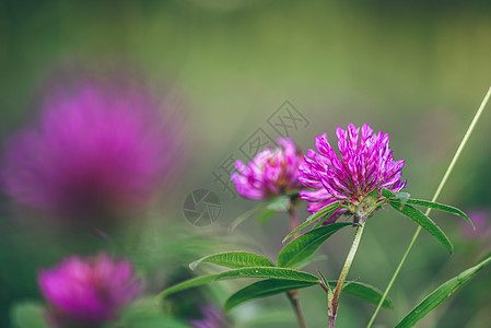 克洛弗鲜花草地美丽庆典花店花序紫色季节卡片荒野叶子植物图片