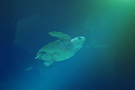 海龟在蓝海中游泳蓝色动物海洋图片