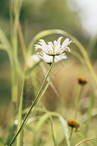 梅朵黛西花 在阳光日野花场地庆典阳光礼物雏菊甘菊公园草地荒野图片