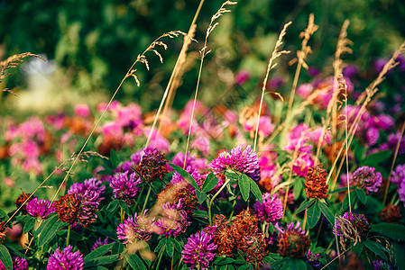 克洛弗鲜花草地庆典三叶草荒野场地美丽卡片花束野花紫色花瓣图片