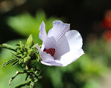 或沼泽野草地花朵在花园的春天开花野花荒野植物叶子棉花花瓣植物群基数木槿花草本植物图片