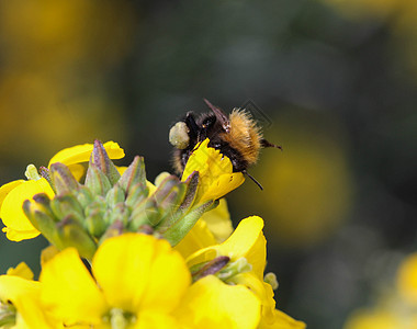 大黄蜂 普通的扑板蜜蜂 从花朵中采集花蜜漏洞蜂蜜天线收藏花粉飞行动物翅膀荒野生物学图片