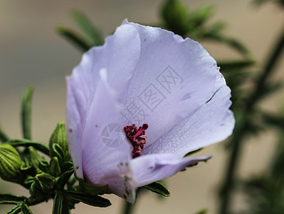 或沼泽野草地花朵在花园的春天开花植物群花园紫色宏观药品荒野野花基数棉花植物图片