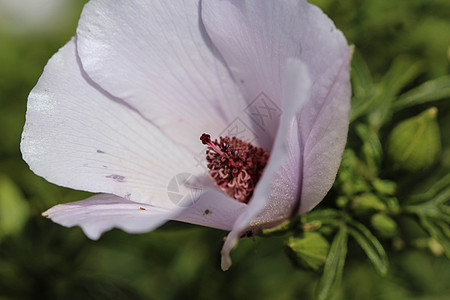 或沼泽野草地花朵在花园的春天开花野花草本植物花园药品植物群叶子宏观紫色植物花粉图片