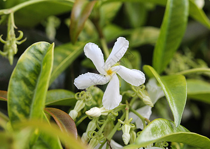 共同的名字包括同盟茉莉 南方茉莉 星茉莉 同盟jessamine和中国星茉莉 开花在庭院里星星花园植物植物群花朵叶子公园科学荒野图片
