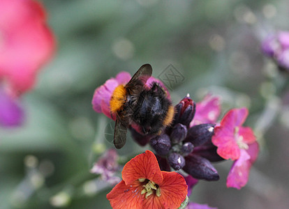 大黄蜂 普通的扑板蜜蜂 从花朵中采集花蜜野生动物蜂蜜天线花园飞行翅膀动物昆虫学荒野收藏图片