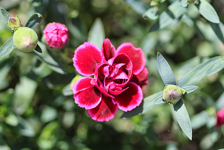 通常被称为康乃馨或粉粉色 是Dianthus的物种 这朵花在春天开花在一个花园里紫色美丽庆典植物学石竹花瓣植物群叶子礼物花束图片
