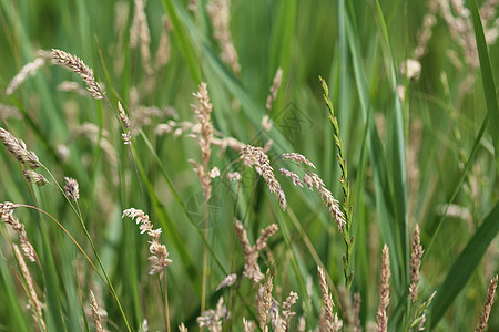 通用名称包括约克郡雾 拖网草和草地软草天鹅绒植物背景草原微距绿色花序种子环境生长图片