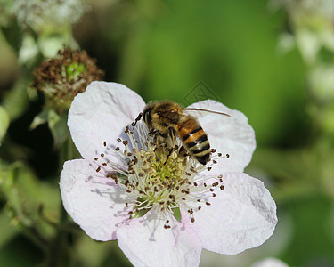 西蜜蜂或欧洲蜜蜂养米蜂 花蜜上采集花蜜漏洞宏观翅膀昆虫蜂蜜花园花粉金子动物眼睛图片