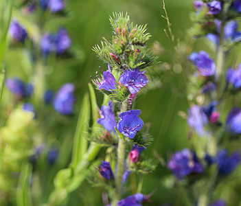 粗俗的花朵 被称为毒蛇虫和蓝草 在春天开花杂草蓝色花园叶子野花蓝花植物草地野生动物毒蛇图片
