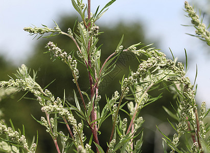 Artemisia 粗俗 也称为普通土豆 河边蠕虫 重药草 菊花杂草 野生虫木荒野草药树叶菊科农业叶子药品食物植物学植物群图片