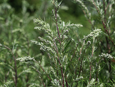 Artemisia 粗俗 也称为普通土豆 河边蠕虫 重药草 菊花杂草 野生虫木花园蔬菜荒野草本植物植物草药食物宏观菊科药品图片