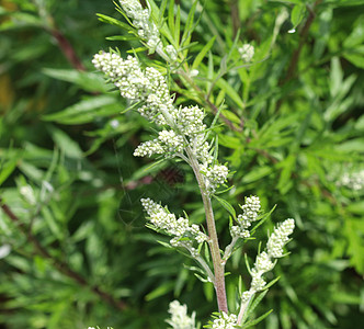 Artemisia 粗俗 也称为普通土豆 河边蠕虫 重药草 菊花杂草 野生虫木药品食物草药蔬菜植物叶子农业荒野香味草本植物图片