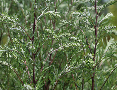 Artemisia 粗俗 也称为普通土豆 河边蠕虫 重药草 菊花杂草 野生虫木叶子香味植物学药品农业树叶草本植物花园蔬菜荒野图片