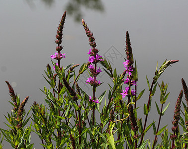长出花朵的利正沙利氏麻风树 常用名称是紫色松刀 尖刺松叶或紫淋巴仑花瓣场地植物学植物群野花花园叶子池塘荒野植物图片